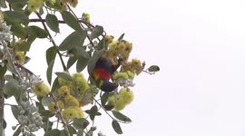 Gorgeous Rainbow Lorikeet feeding on Eucalyptus flowers and buds
