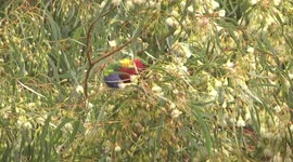 Superb Rainbow Lorikeet feeding on Eucalyptus leucoxylon flowers