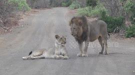 Lions mating on the road in front of our car!