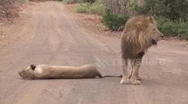 Male Lion marking his territory after mating