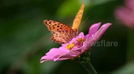 The Butterfly and Daisy Flower