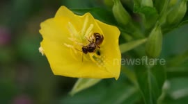 Ant, Bee and Yellow Flower