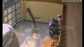 Terrifying moment wild leopard enters home