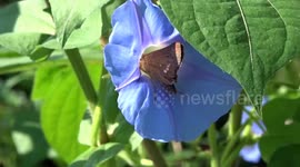 The Battle for the Bindweed Flower Between a Bee and a Butterfly