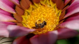 The Bee is inundated with Daisy pollen