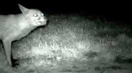 Fox feeding on biscuits