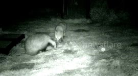 Badgers and fox fights.