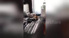 Newsflare Edit - peaches and Kuzik, two cat making out got caught in action intimate position while making love