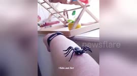 Newsflare Edit - I'll save you mum from the spider