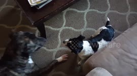 Dog doesn't want to play