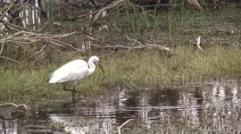 Little Egret hunting - stirring the mud with its foot to flush prey