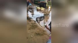 Newsflare Edit - Python regurgitating a chicken