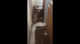 Hundreds of mice running around in flat