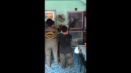 Monitor lizard trying to get inside door
