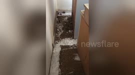 Newsflare Edit - Hundreds of mice running around in flat