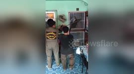 Newsflare Edit - Monitor lizard trying to get inside door