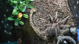Salmon Pink Birdeater (L. parahybana) Tarantula feeding