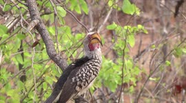 Male Yellow billed Hornbill preening and displaying
