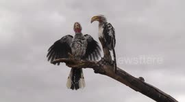 Rain-soaked Yellow billed Hornbill pair displaying