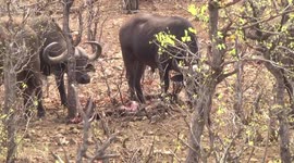Buffalo herd sniffing remains of a young buffalo killed by lions - closer