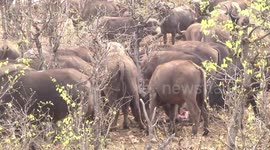 Buffalo herd sniffing remains of a young buffalo killed by lions