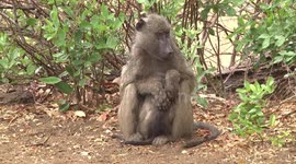Chacma Baboon mother cuddling her baby on the ground