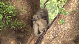 Chacma Baboon mother nursing baby with juvenile male in tree fork