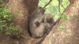 Chacma Baboon mother grooming young male while her baby peeps out
