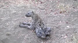 Young Hyaena resting by burrow and looking around