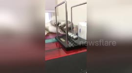 Newsflare Edit - Cat playing with a Newton's Cradle