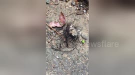 Newsflare Edit - Bizarre creature looks like 'alien life form'