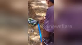 Newsflare Edit - Lizard's lucky escape after being rescued from jaws of snake