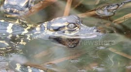 Aligator mother protect here baby's in the Everglades  Florida USA