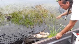 Close encounter with two alligators  in the Everglades Florida - USA