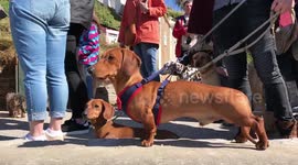 Sausage dog 'world record' for most dachshunds on a beach
