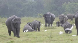 Adorable baby elephants playing in Kaudulla NP Sri Lanka, February 27, 2018