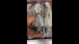 Squid’s skin changes colour from even the lightest touch