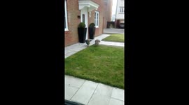 Peacocks in Penshaw