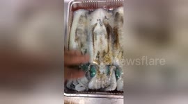 Squid’s skin changes colour from even the lightest touch