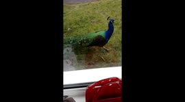 Peacocks in Penshaw