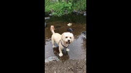 Cute Cavachon dog jumping in river happy that Spring is back!