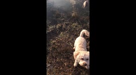 Cute Cavachon dog playing on icey pond funny