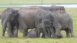 Tourist films young elephants playing in the mud