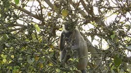 This Monkey Is Sitting On The Tree And Relaxing And Eating The Tree Leaf