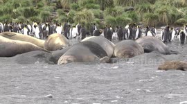 Elephant Seals flipping sand to cool off