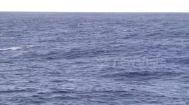 Orca (Killer Whale) pod swimming and blowing, Bremer Canyon, Western Australia.