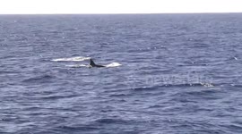 Orca (Killer Whale) pod moving in Bremer Canyon, Western Australia
