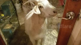 Clyde the Goat finds Enlightenment