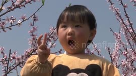 Peach blossoms attract tourists to eastern China