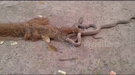 Two mating cobras get caught in fishing net